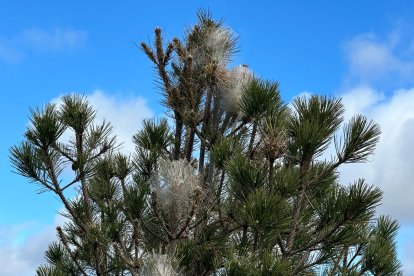Bolsones de procesionarias en un árbol de León