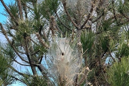 Bolsones de procesionarias en un árbol de León