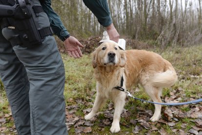 Tras la huella del hombre para poner coto al maltrato animal.
