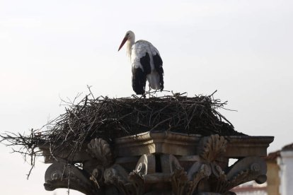 La cigüeña, un ave típico de primavera. FERNANDO OTERO