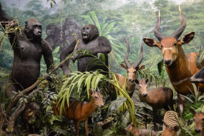 Animales de una de las salas del museo.