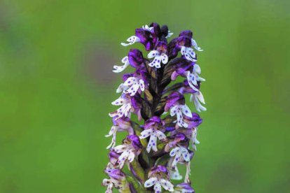 JESÚS FERNÁNDEZ CARRO