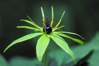 JESÚS FERNÁNDEZ CARRO