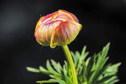 JESÚS FERNÁNDEZ CARRO