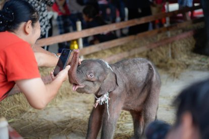 Una elefanta dio a luz a gemelos de distinto sexo en Tailandia, un fenómeno poco habitual entre estos animales. EFE/ Royal Kraal