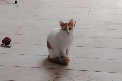 Pompon en casa de Fina