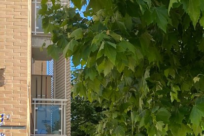 Muchos de los solares del barrio, tanto municipales como privados, no se encuentran vallados, incumpliendo el artículo 15 de la ordenanza municipal reguladora de la limpieza y de residuos, que exige su limpieza. Hay hierbas, maleza, jardines sin riego automático y en un estado lamentable.