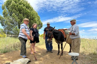 Una expedición de siete personas, más los perros y unos burros acompañan al rebaño en su andadura hasta los pastos de altura de León