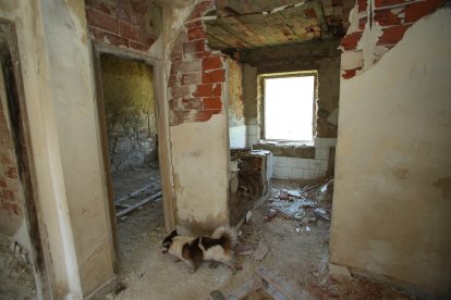 Un perro de Cadafresnas acompañó a dos senderistas y después se unió a la visita de Diario de León al poblado.