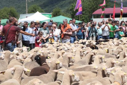 Ovejas merinas.