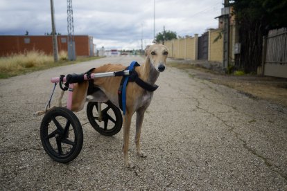 mascotas galgos de leon