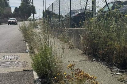 La maleza lleva sin desbrozarse tres años, según el empresario.  DL