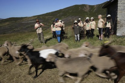 La sexta edición de «Aventura trashumante entre lobos y mastines».