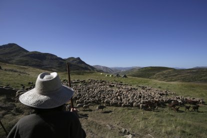 La sexta edición de «Aventura trashumante entre lobos y mastines».