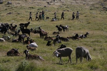 La sexta edición de «Aventura trashumante entre lobos y mastines».