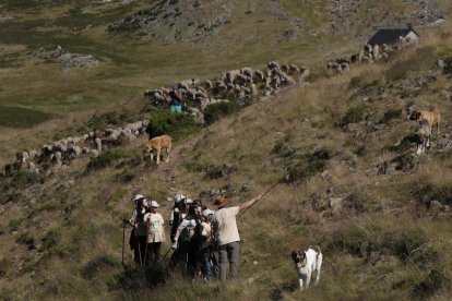La sexta edición de «Aventura trashumante entre lobos y mastines».