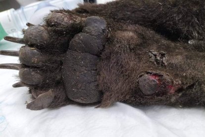 El osezno en el centro de recuperación de Valladolid.  DL