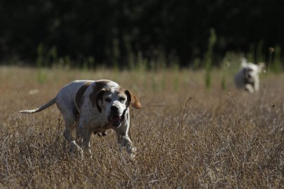 Borja Llamazares, uno de los cazadores más madrugadores, en el primer día de la media veda junto a sus perros Bimba y Sira.  FERNANDO OTERO