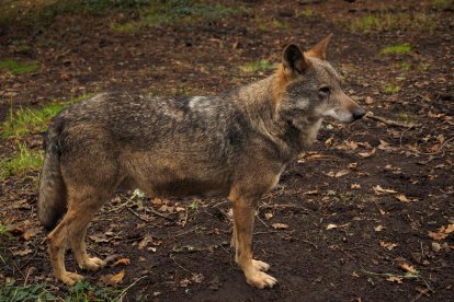 Ejemplar macho de Lobo Ibérico.