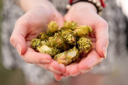 El lúpulo es santo y seña de Carrizo de la Ribera. DL