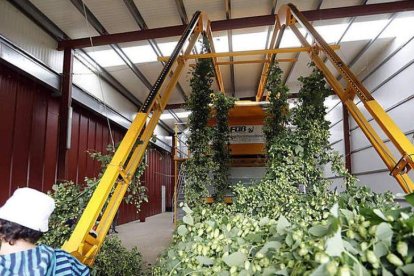 El 95% del lúpulo que se produce en España surge de Carrizo. DL