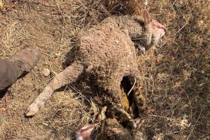 Una de las ovejas matadas por los lobos. DL