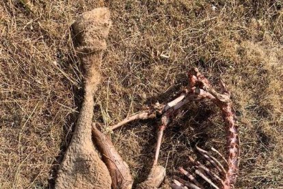 Restos de una oveja tras un ataque de lobos. DL