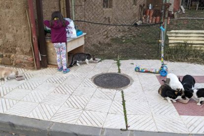 La hija de una cuidadora de las colonias de El Carro de Freya en Villaquilambre prepara la comida para los gatos y gatas ferales.