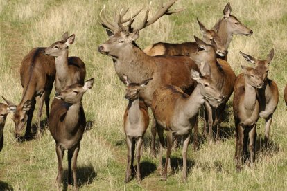 Los ciervos durante esta época, que dura entre tres y cuatro semanas, realizan una demostración de fuerza y apareamiento del ciclo biológico de esta especie.