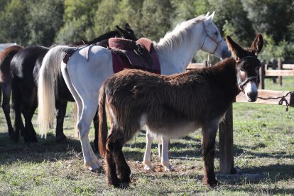 Participantes y asistentes en la feria de ganado y el mercado de productos.