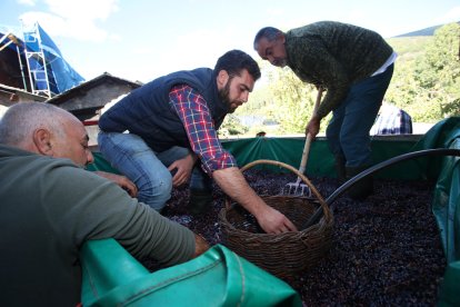 Noceda celebra su Fiesta de la Vendimia con una pisada infantil de la uva y la elaboración tradicional del vino.