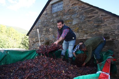 Noceda celebra su Fiesta de la Vendimia con una pisada infantil de la uva y la elaboración tradicional del vino.