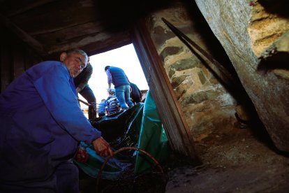 Noceda celebra su Fiesta de la Vendimia con una pisada infantil de la uva y la elaboración tradicional del vino.
