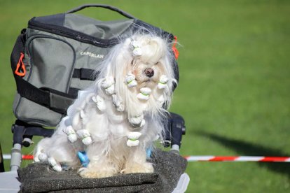 Perros participantes en el campeonato nacional que se celebró ayer en León.