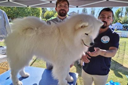 Perros participantes en el campeonato nacional que se celebró ayer en León.