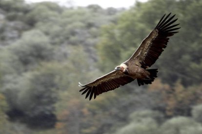 Un águila.