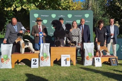 Mejores ejemplares absolutos del certamen internacional canino.