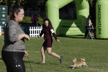Uno de los perros participantes en el certamen internacional.