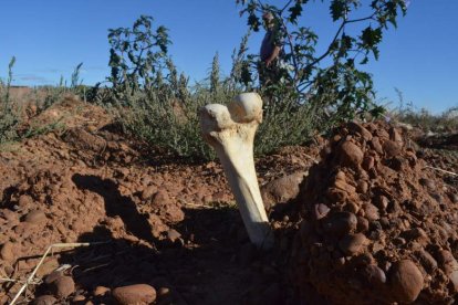 Imagen tomada este martes de restos óseos en la finca de Valdemorilla.  MEDINA