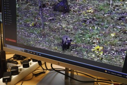 Imagen del oso captada por las cámaras.  RAMIRO