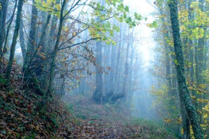 El bosque de castaños es el pulmón verde de Villar, un espacio de recreo y también se han realizado visitas teatralizadas, recitales, catas de vinos, cuentacuentos y excursiones, en los últimos años.