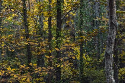 El bosque de castaños es el pulmón verde de Villar, un espacio de recreo y también se han realizado visitas teatralizadas, recitales, catas de vinos, cuentacuentos y excursiones, en los últimos años.