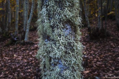 El bosque de castaños es el pulmón verde de Villar, un espacio de recreo y también se han realizado visitas teatralizadas, recitales, catas de vinos, cuentacuentos y excursiones, en los últimos años.