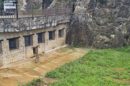 -El Parque de la Naturaleza de Cabárceno (Cantabria) incorpora una nueva especie protegida. EFE/Gobierno de Cantabria