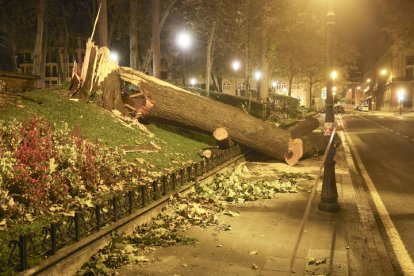 un árbol caído sobre el escaparate de un establecimiento por las fuertes rachas de viento registradas en Ávila.