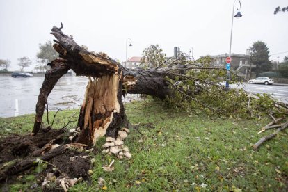 Vista de un árbol caído en Samil, Vigo, este miércoles.