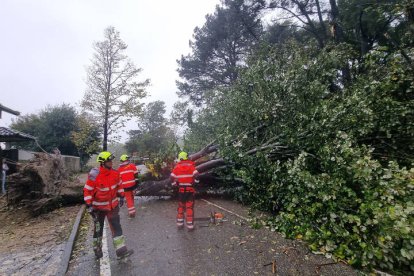 fectivos del cuerpo de bomberos retiran uno de los árboles caídos en el Parque del Castro de Vigo.