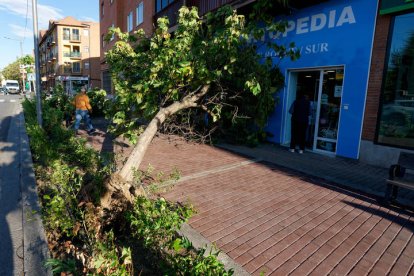 Un árbol caído sobre el escaparate de un establecimiento por las fuertes rachas de viento registradas en Ávila.