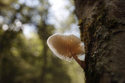 Imagen captada en el bosque de Hormas, en Riaño
