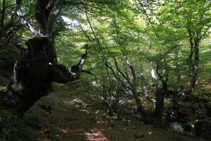 Paraje del Faedo de Ciñera de Gordón
